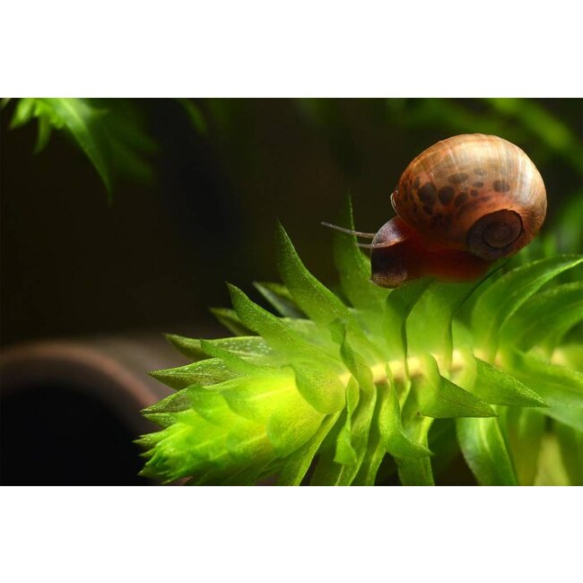 Posthoornslak - Planorbarius Corneus