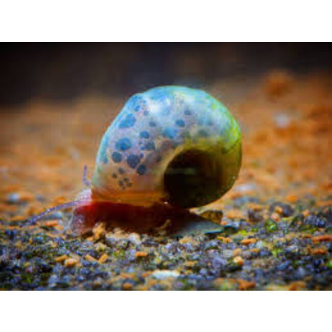 Posthoornslak - Planorbarius Corneus