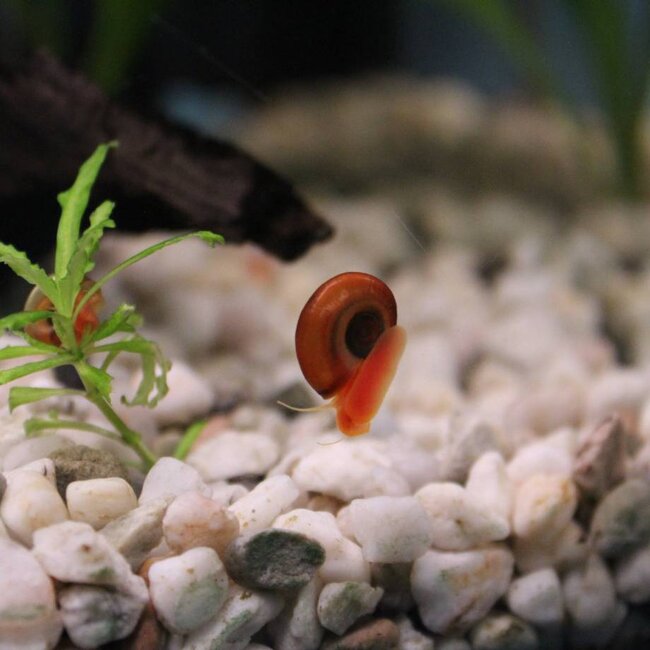 Posthoornslak - Planorbarius Corneus