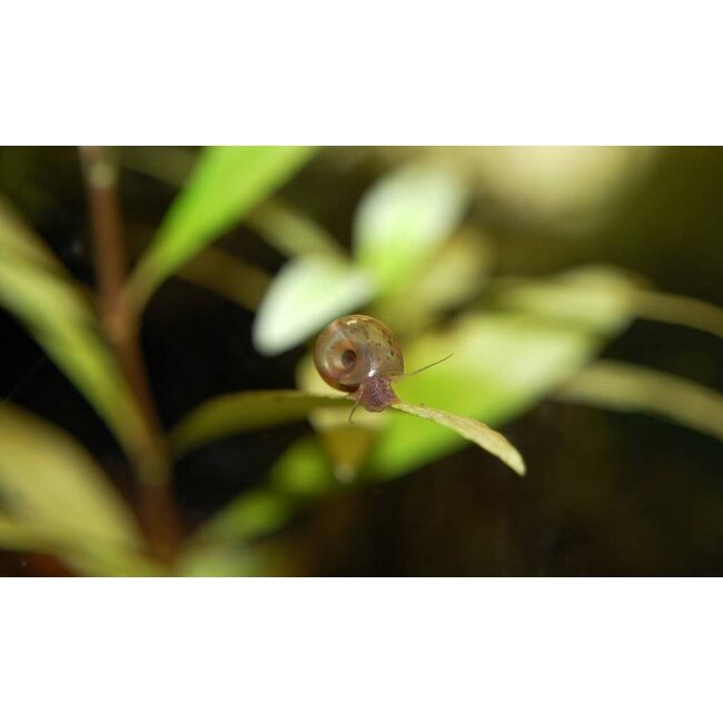 Posthoornslak - Planorbarius Corneus