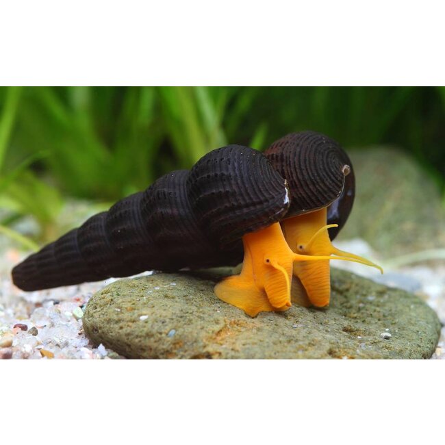 Oranje Rabbit Slak - Tylomelania Sp. Orange