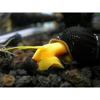 Orange Rabbit Snail - Tylomelania Sp. Orange