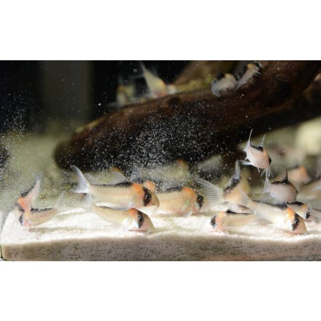 Corydoras Adolfoi