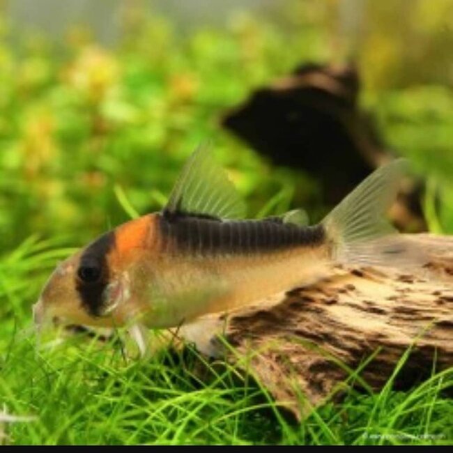 Corydoras Adolfoi