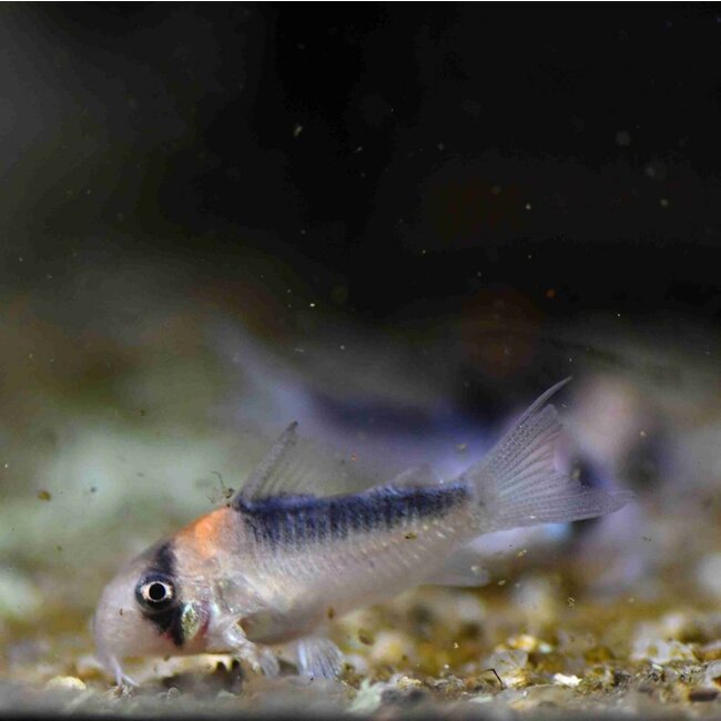 Corydoras Adolfoi