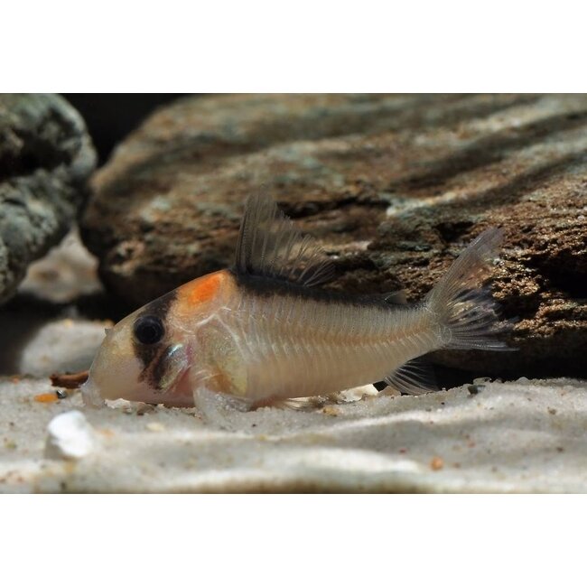 Corydoras Adolfoi