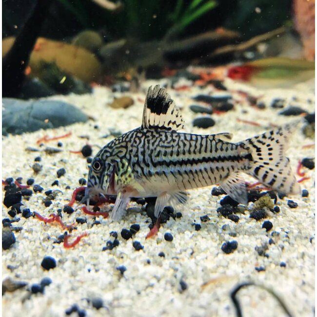 Corydoras Trilineatus