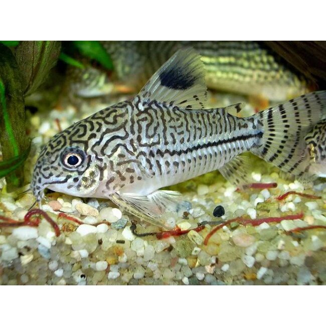 Corydoras Trilineatus