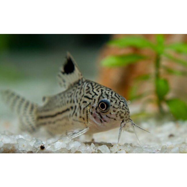 Corydoras Julii