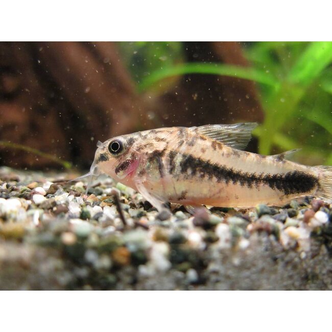 Corydoras Habrosus