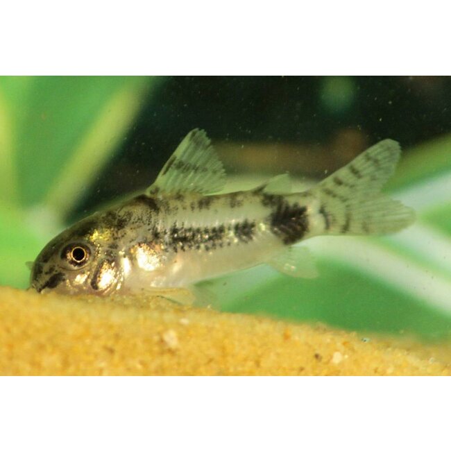 Corydoras Habrosus