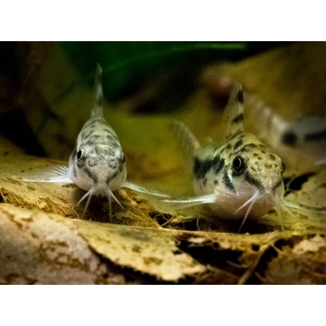 Corydoras Habrosus