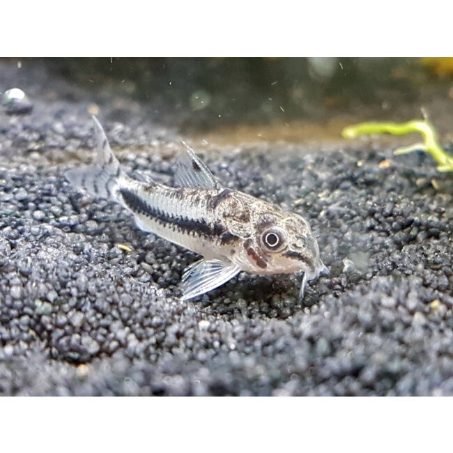 Corydoras Habrosus