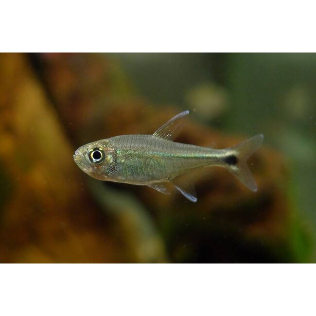 Goudklompje - Hyphessobrycon Saizi