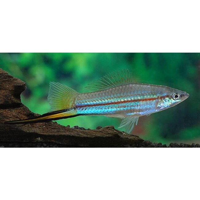 Zwaarddrager Groen - Xiphophorus Helleri