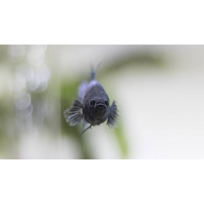 Betta Vrouw Deluxe XL - Betta Splendens