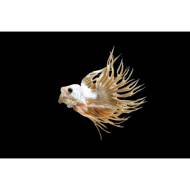 Betta Crowntail Man - Betta Splendens