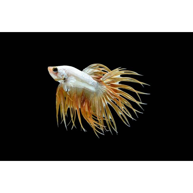 Betta Crowntail Man - Betta Splendens