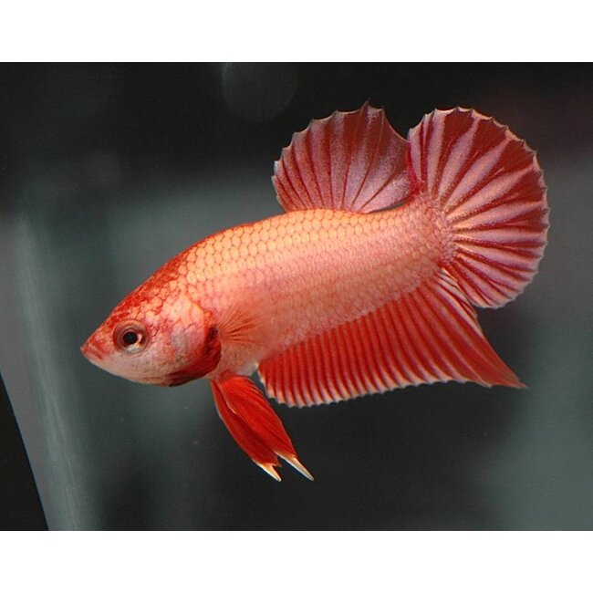 Betta Platinum Plakat Man - Betta Splendens