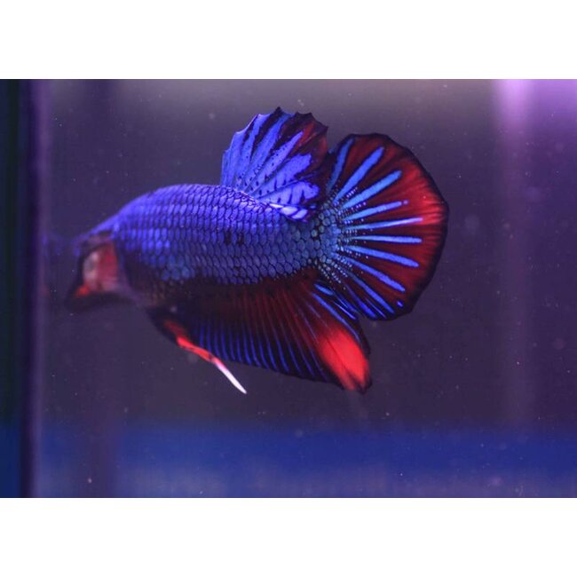 Betta Platinum Plakat Man - Betta Splendens
