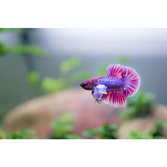 Betta Dumbo Man - Betta Splendens