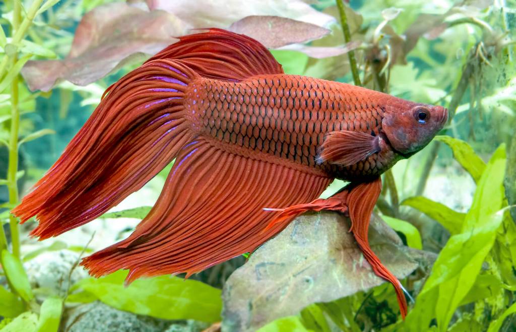 Betta Veiltail Male - Betta Splendens - Aqua Natura - Your ...