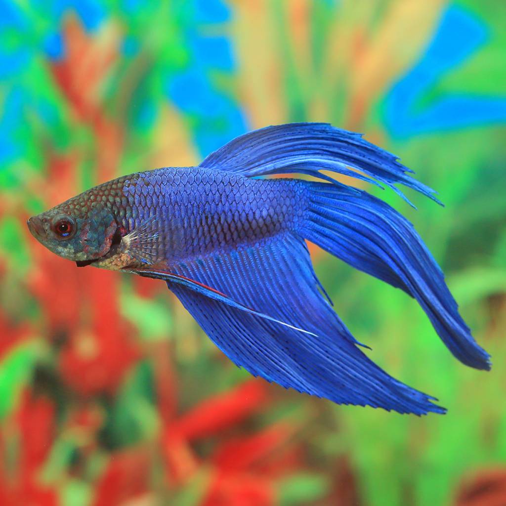 Veiltail Betta / Red/Pink male Veiltail Betta Search
