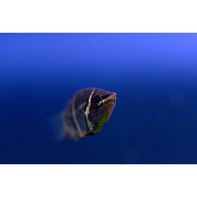 Chocolade Gourami - Sphaerichthys Osphromenoides