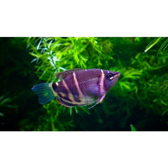 Chocolade Gourami - Sphaerichthys Osphromenoides