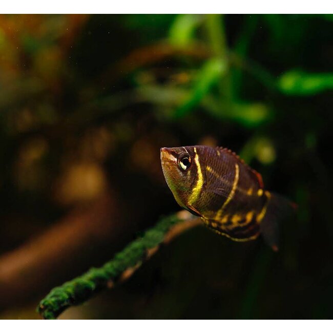 Chocolade Gourami - Sphaerichthys Osphromenoides