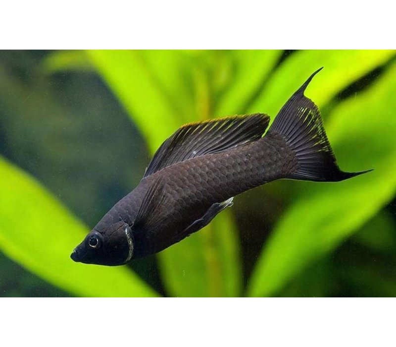 Black Molly (Lyretail) Poecilia Sphenops Aqua Natura