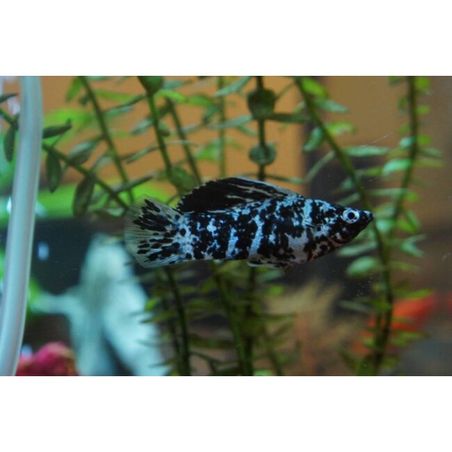 Molly Dalmatier - Poecilia Velifera