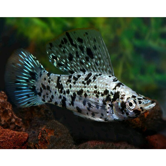 Molly Dalmatier - Poecilia Velifera