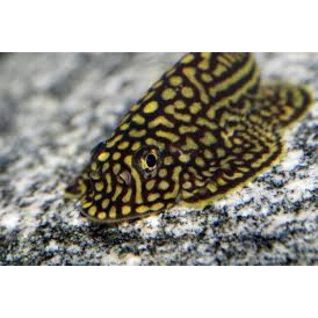 Tijger Gastromyzon - Sewellia Lineolata