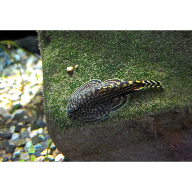 Tijger Gastromyzon - Sewellia Lineolata