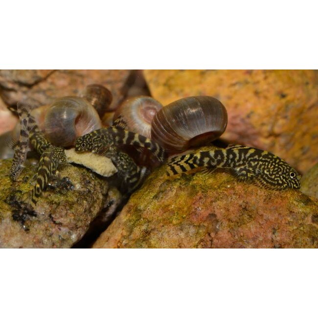 Tijger Gastromyzon - Sewellia Lineolata