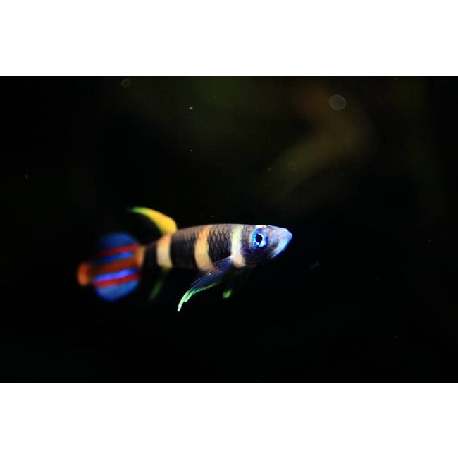 Epiplatys Annulatus - Ringband Snoekje