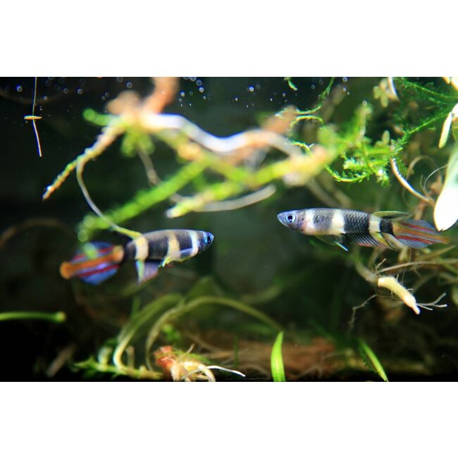 Epiplatys Annulatus - Ringband Snoekje
