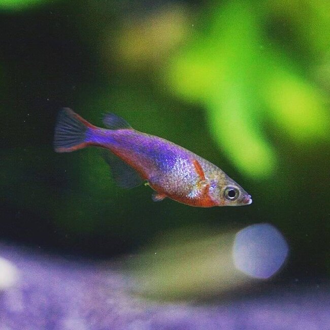 Rijstvisje - Oryzias Woworae