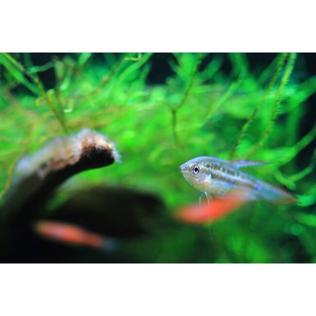 Knorgourami - Trichopterus Vittata