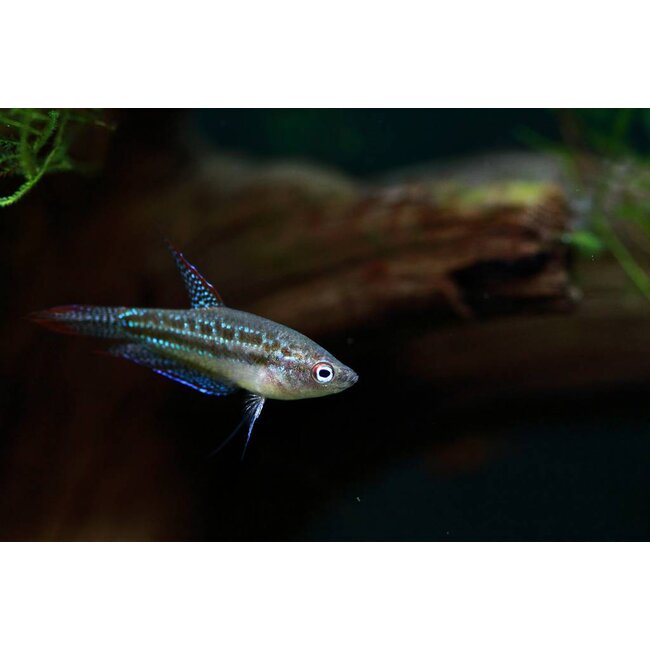 Knorgourami - Trichopterus Vittata
