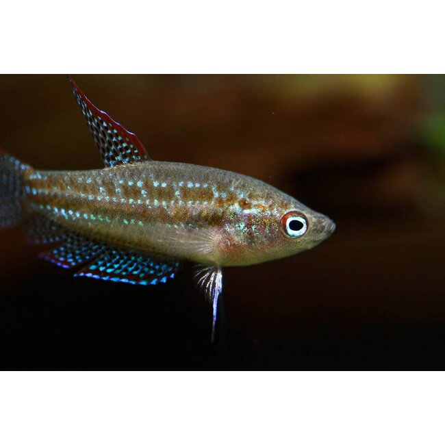 Knorgourami - Trichopterus Vittata