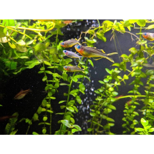 Pseudomugil Furcatus