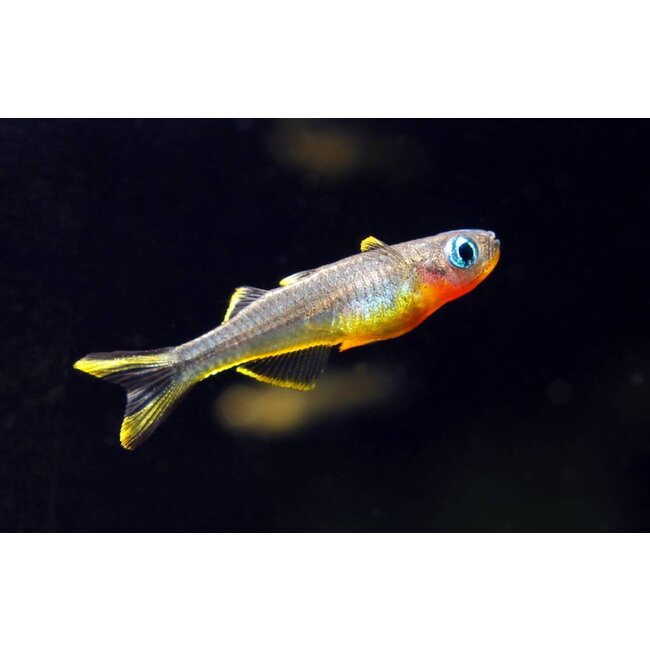 Pseudomugil Furcatus