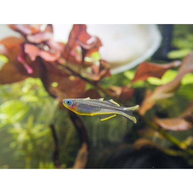 Pseudomugil Furcatus