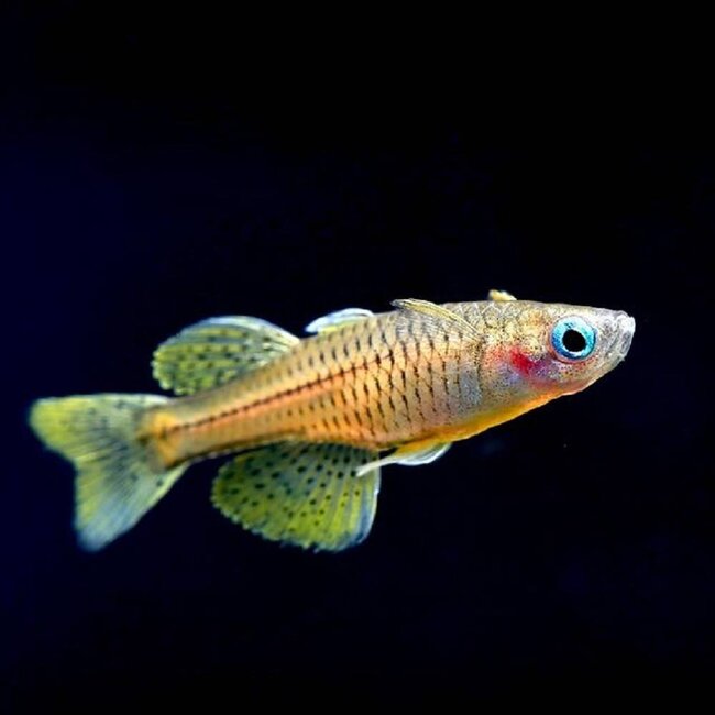 Pseudomugil Gertrudae