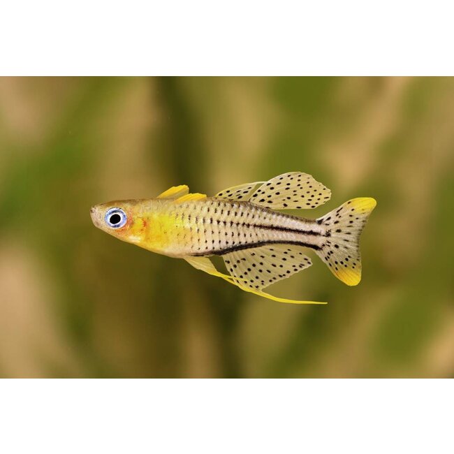 Pseudomugil Gertrudae