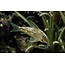 Corydoras Barbatus - Scleromystax barbatus
