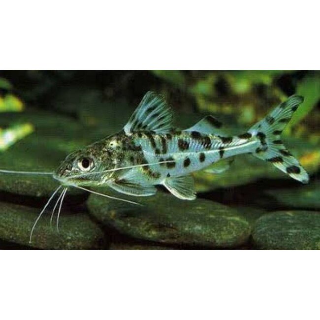 Pimelodus Pictus