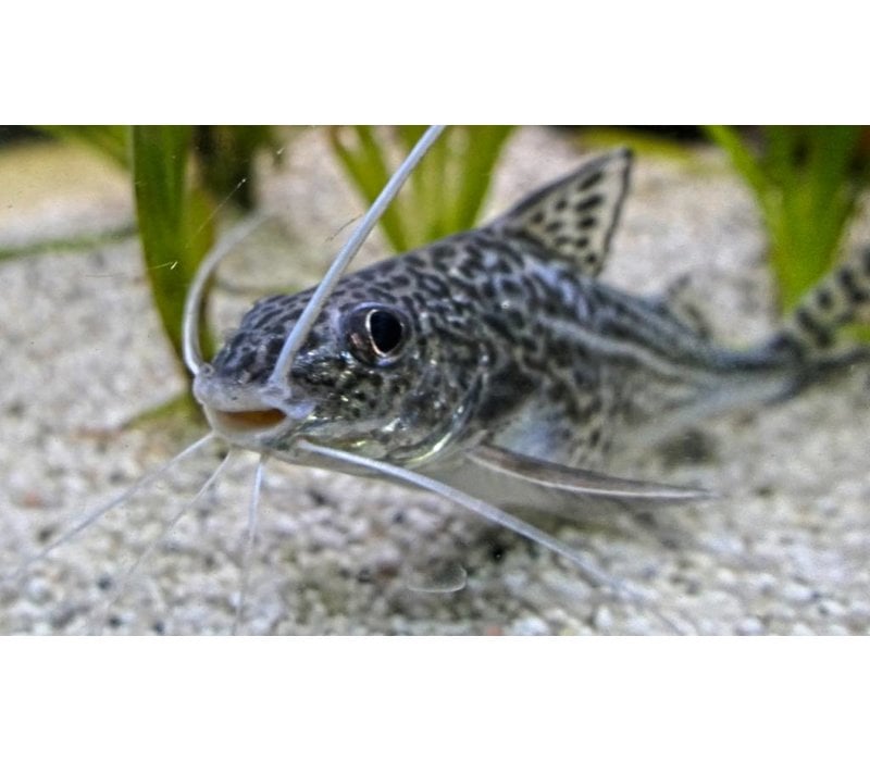 Pictus Catfish Pimelodus Pictus Aqua Natura Your Online Aquarium Shop